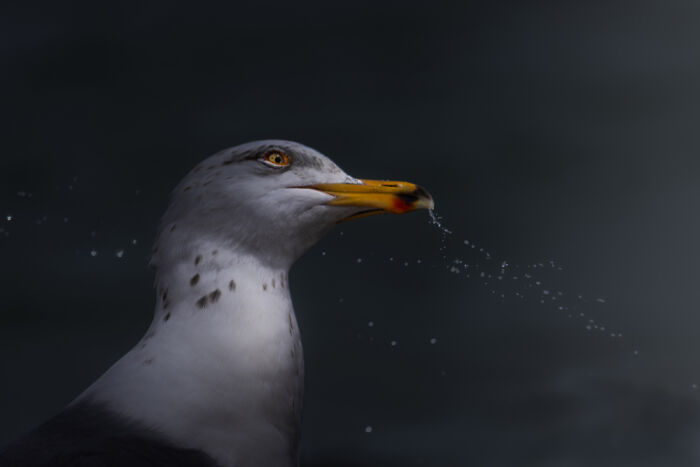 These Travel Photos Won Big And Yep, They’re Totally Stunning!