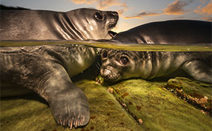 Dive In! 39 Underwater Photos That Will Blow Your Mind