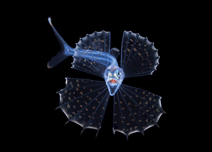 That Fish Just Yawned?! (Portrait Runner-Up: Screaming Swallower)