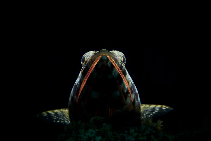 Jaws Up Close! (Macro Runner Up)