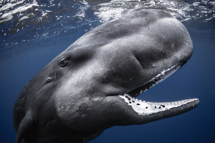 Playful Sperm Whale Baby! (Wide Angle Winner)