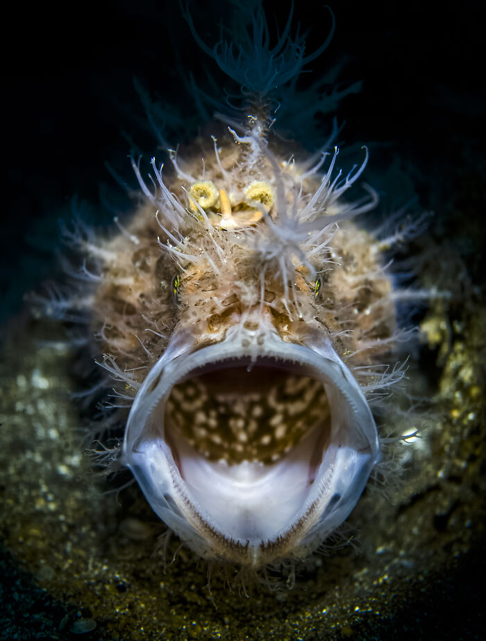 Frogfish Drama: Big Mouth Moment! (Smartphone Winner)
