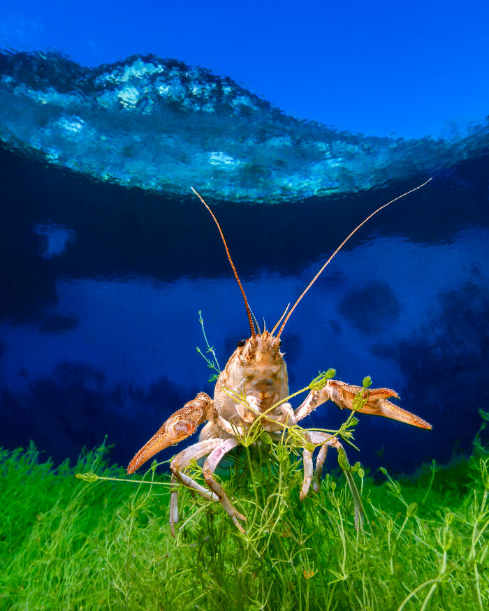 A Crayfish Close-Up in Alpine Waters