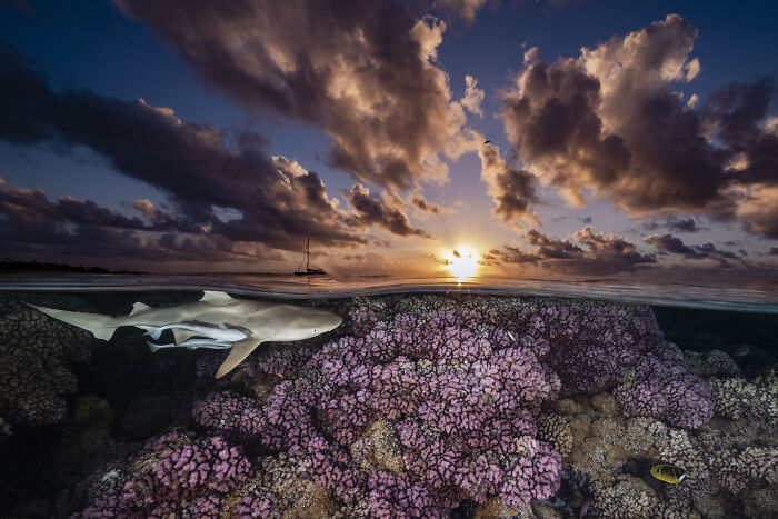 Shark on Patrol at Sunset (Coral Reefs Runner Up)