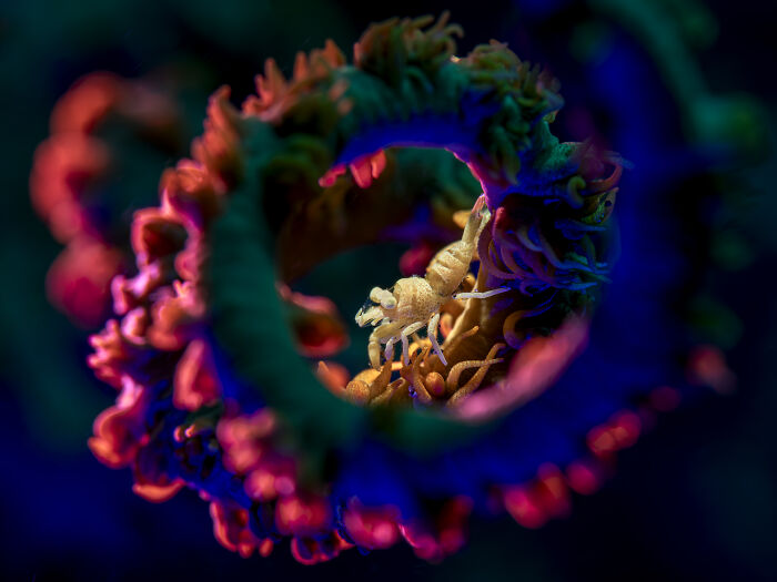 Shrimp Chilling Inside a Spiral Coral (Macro Winner)