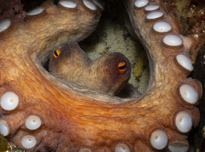 Octopus Mom Protecting Her Eggs (British Waters Macro Winner)
