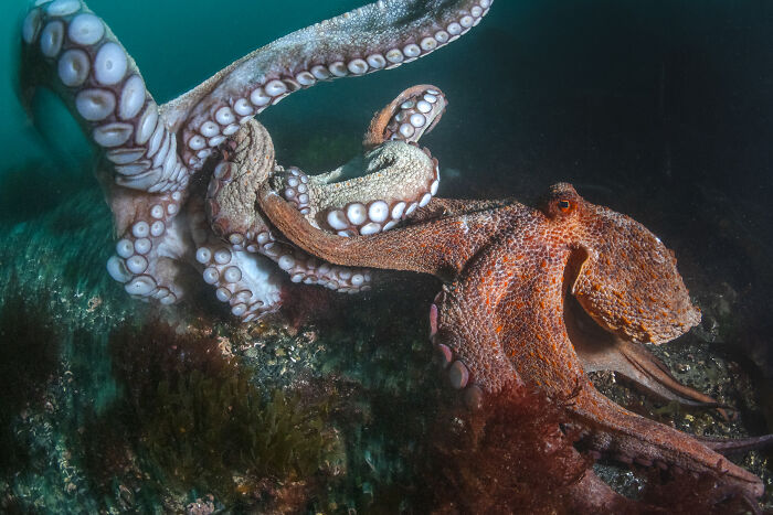 Octopus Dance at Dusk (British Waters Wide Angle Runner Up)