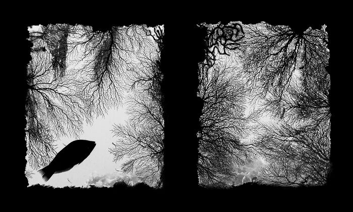 Rusty Wreck Meets Colorful Corals (Black & White Winner)