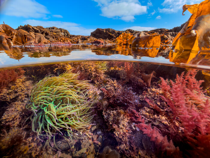 Intertidal Wonders with a Smartphone (Smartphone 3rd Place)