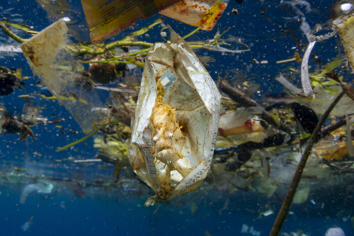 Frogfish Dodging Trash (Marine Conservation Runner Up)