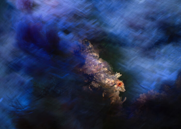 Blackfaced Blenny Romance (British Waters Macro Runner Up)