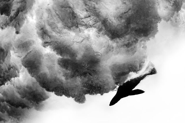 Seal Playtime in Black & White (3rd Place)