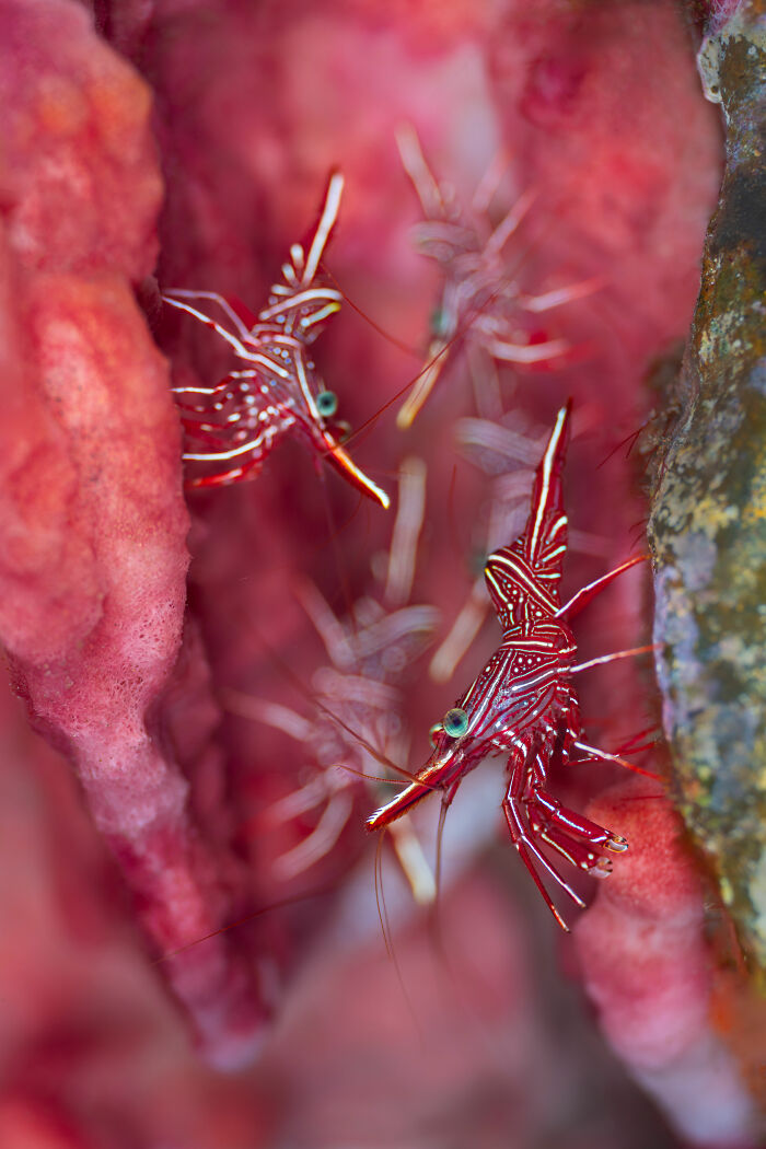 Shrimps Partying in a Barrel Sponge (Up & Coming Highly Commended)