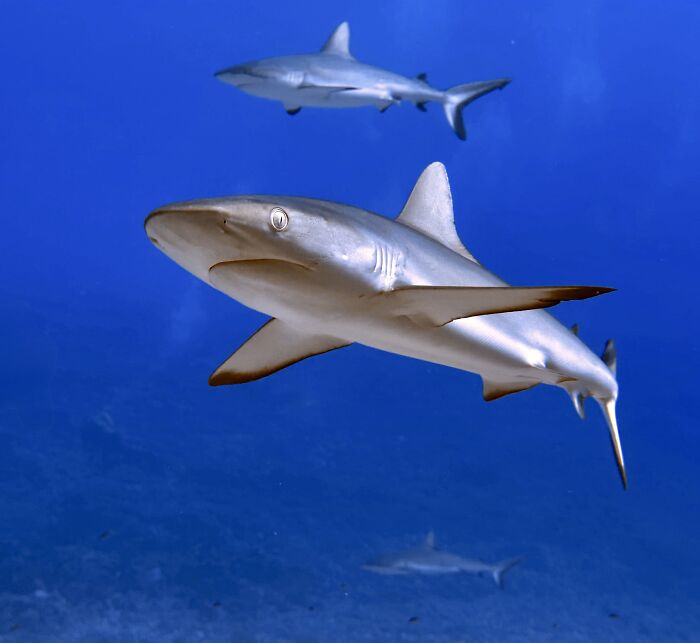 Straight Into the Shark’s Gaze (Smartphone Runner Up)