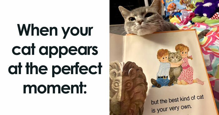 The 81 Funniest Cat Memes That Totally Get Us (And Our Weird Moods)