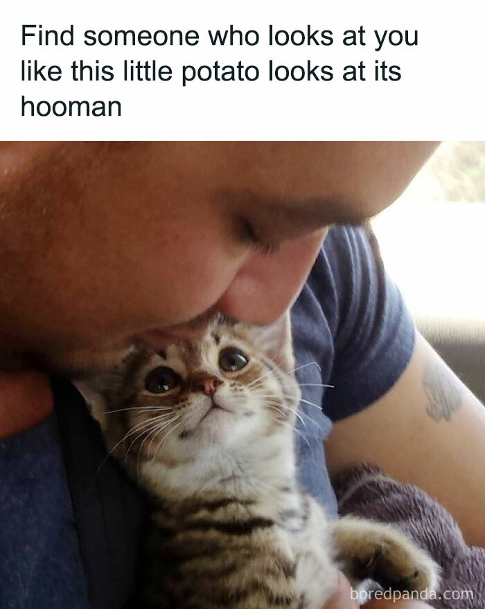 The 81 Funniest Cat Memes That Totally Get Us (And Our Weird Moods)