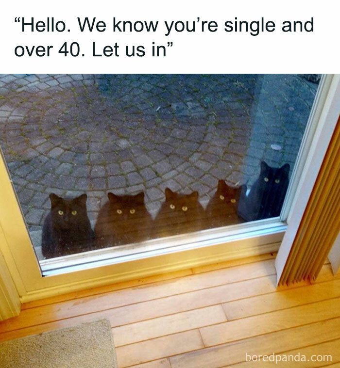 The 81 Funniest Cat Memes That Totally Get Us (And Our Weird Moods)