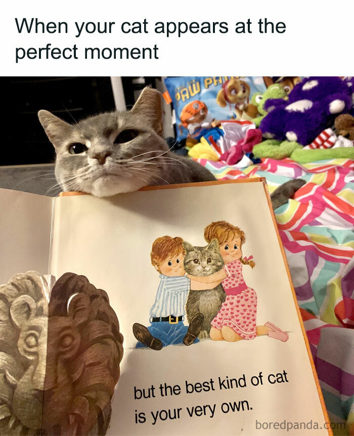 The 81 Funniest Cat Memes That Totally Get Us (And Our Weird Moods)