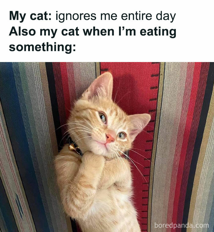 The 81 Funniest Cat Memes That Totally Get Us (And Our Weird Moods)