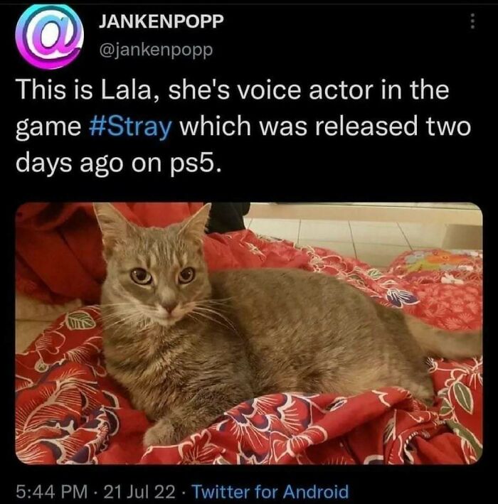 The 81 Funniest Cat Memes That Totally Get Us (And Our Weird Moods)