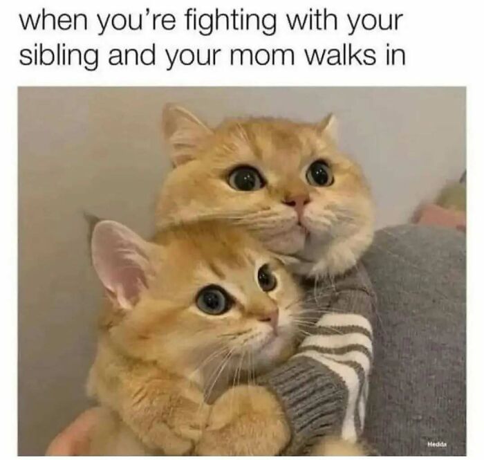 The 81 Funniest Cat Memes That Totally Get Us (And Our Weird Moods)