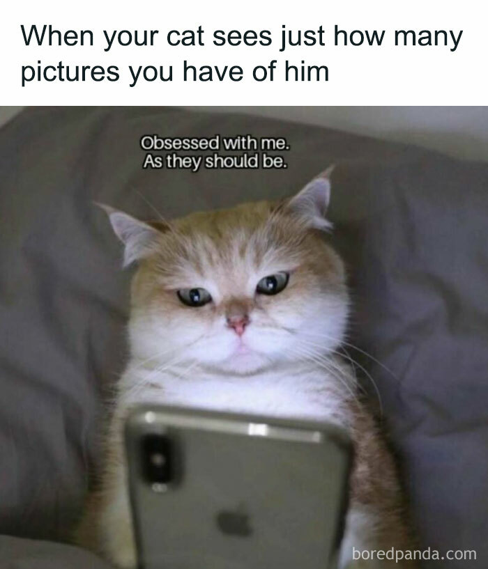 The 81 Funniest Cat Memes That Totally Get Us (And Our Weird Moods)