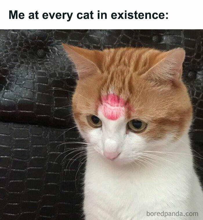 The 81 Funniest Cat Memes That Totally Get Us (And Our Weird Moods)