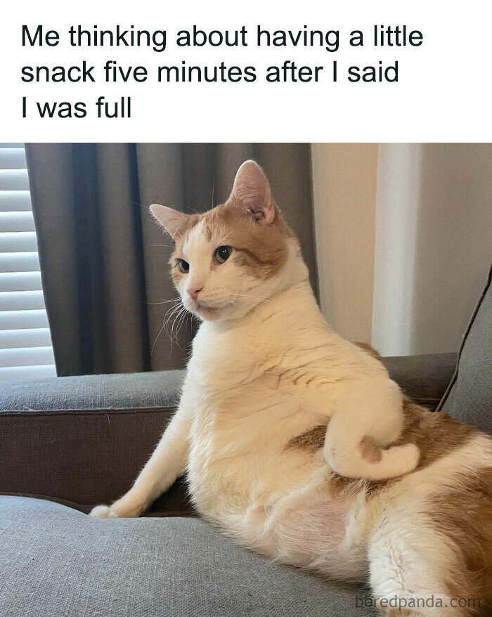 The 81 Funniest Cat Memes That Totally Get Us (And Our Weird Moods)