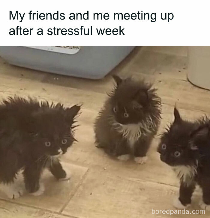 The 81 Funniest Cat Memes That Totally Get Us (And Our Weird Moods)