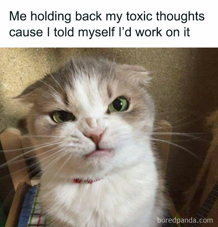 The 81 Funniest Cat Memes That Totally Get Us (And Our Weird Moods)