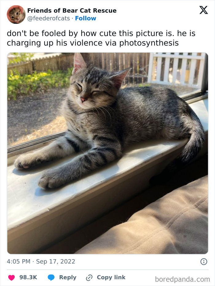 The 81 Funniest Cat Memes That Totally Get Us (And Our Weird Moods)