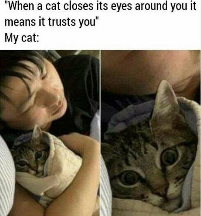 The 81 Funniest Cat Memes That Totally Get Us (And Our Weird Moods)