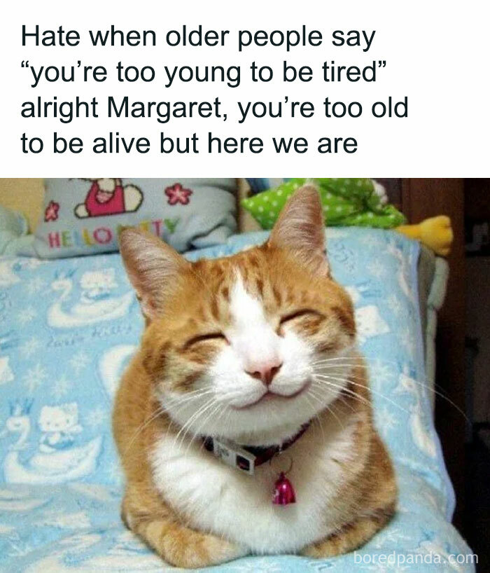 The 81 Funniest Cat Memes That Totally Get Us (And Our Weird Moods)