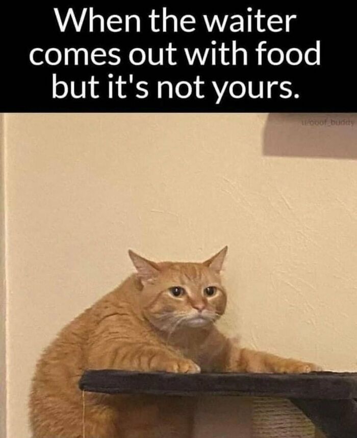 The 81 Funniest Cat Memes That Totally Get Us (And Our Weird Moods)