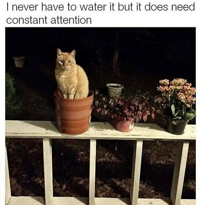 The 81 Funniest Cat Memes That Totally Get Us (And Our Weird Moods)
