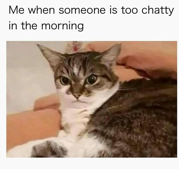 The 81 Funniest Cat Memes That Totally Get Us (And Our Weird Moods)