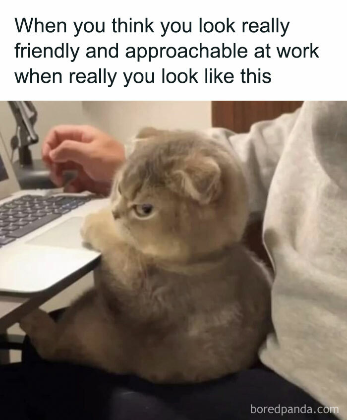 The 81 Funniest Cat Memes That Totally Get Us (And Our Weird Moods)