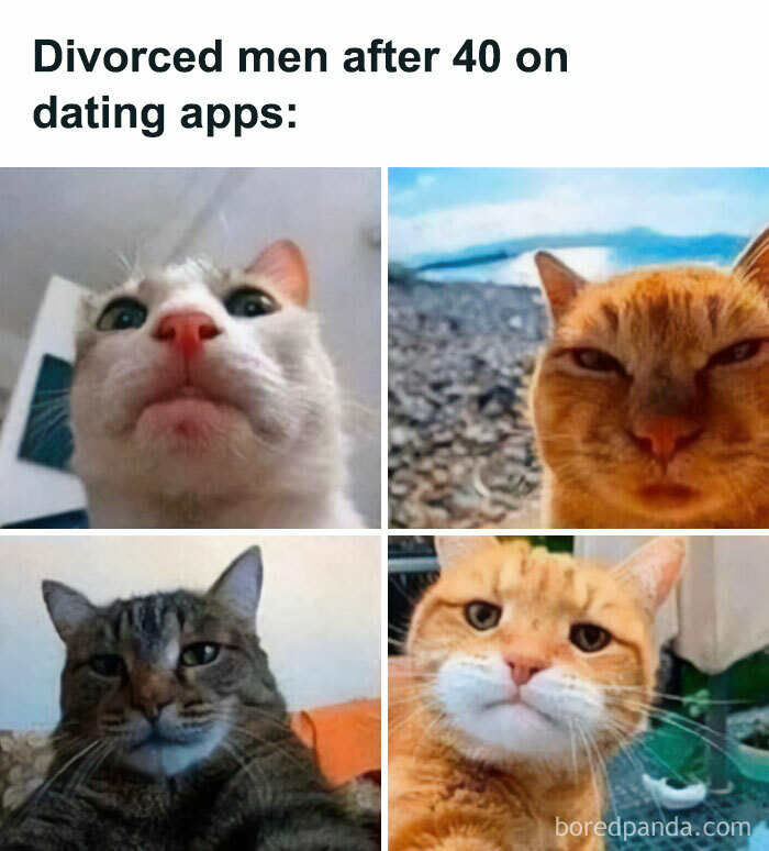 The 81 Funniest Cat Memes That Totally Get Us (And Our Weird Moods)