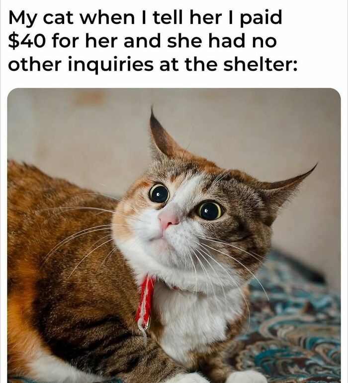 The 81 Funniest Cat Memes That Totally Get Us (And Our Weird Moods)