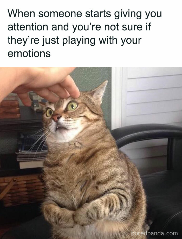 The 81 Funniest Cat Memes That Totally Get Us (And Our Weird Moods)