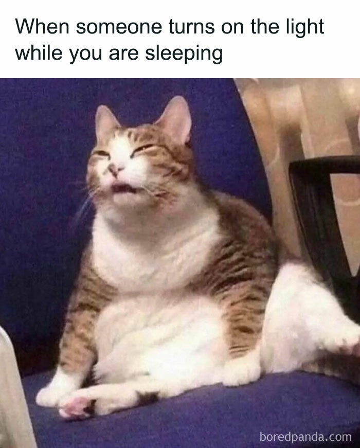 The 81 Funniest Cat Memes That Totally Get Us (And Our Weird Moods)