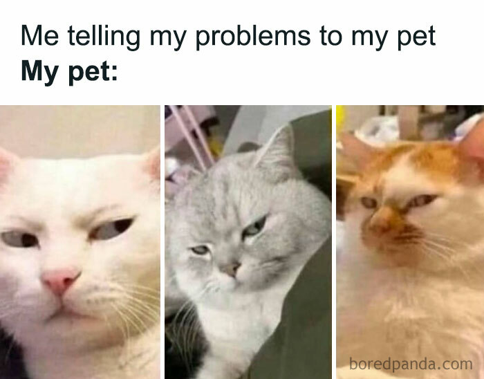 The 81 Funniest Cat Memes That Totally Get Us (And Our Weird Moods)