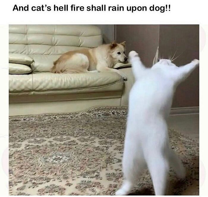 The 81 Funniest Cat Memes That Totally Get Us (And Our Weird Moods)