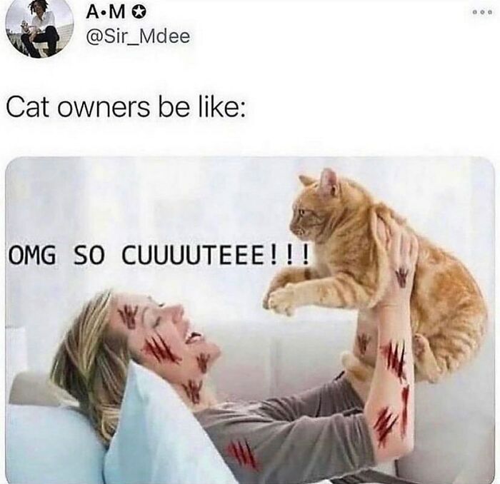 The 81 Funniest Cat Memes That Totally Get Us (And Our Weird Moods)
