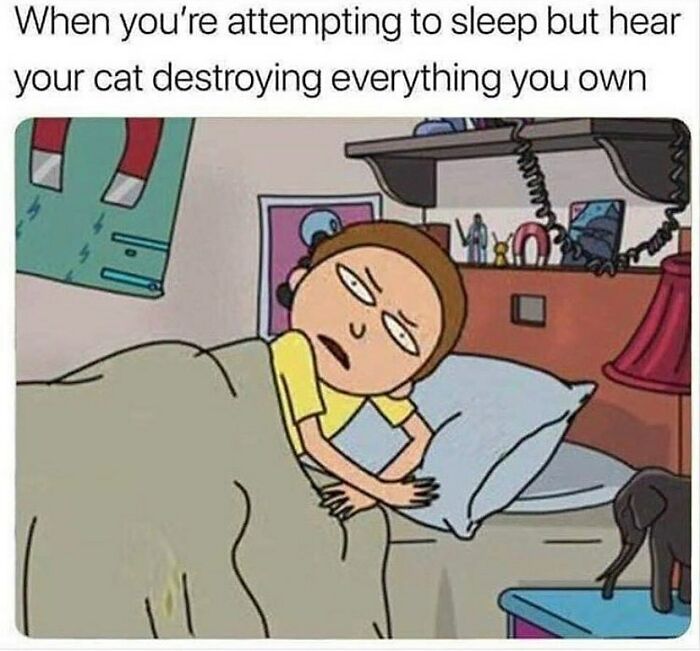 The 81 Funniest Cat Memes That Totally Get Us (And Our Weird Moods)