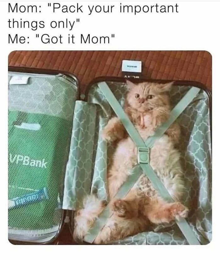 The 81 Funniest Cat Memes That Totally Get Us (And Our Weird Moods)