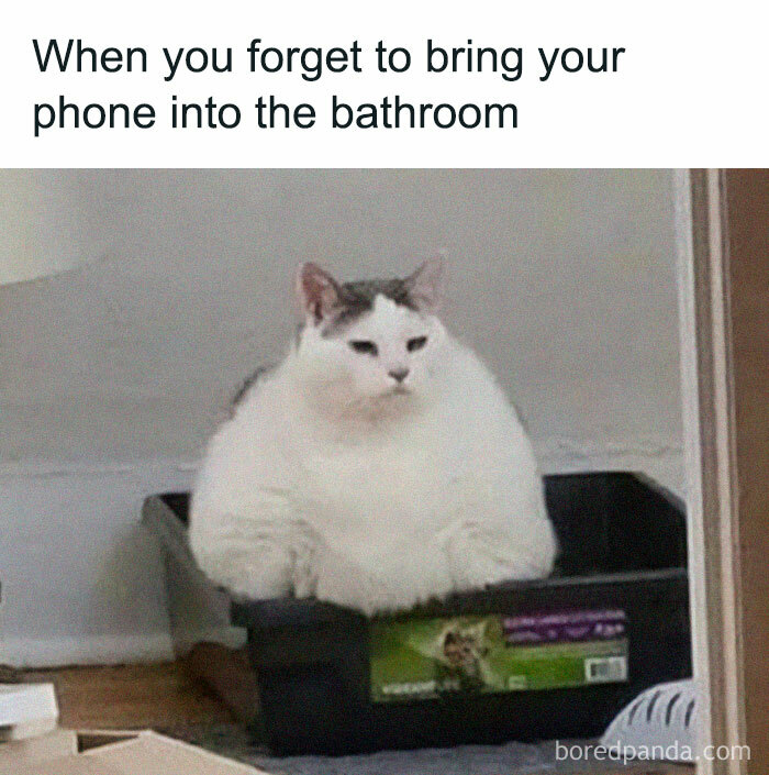 The 81 Funniest Cat Memes That Totally Get Us (And Our Weird Moods)