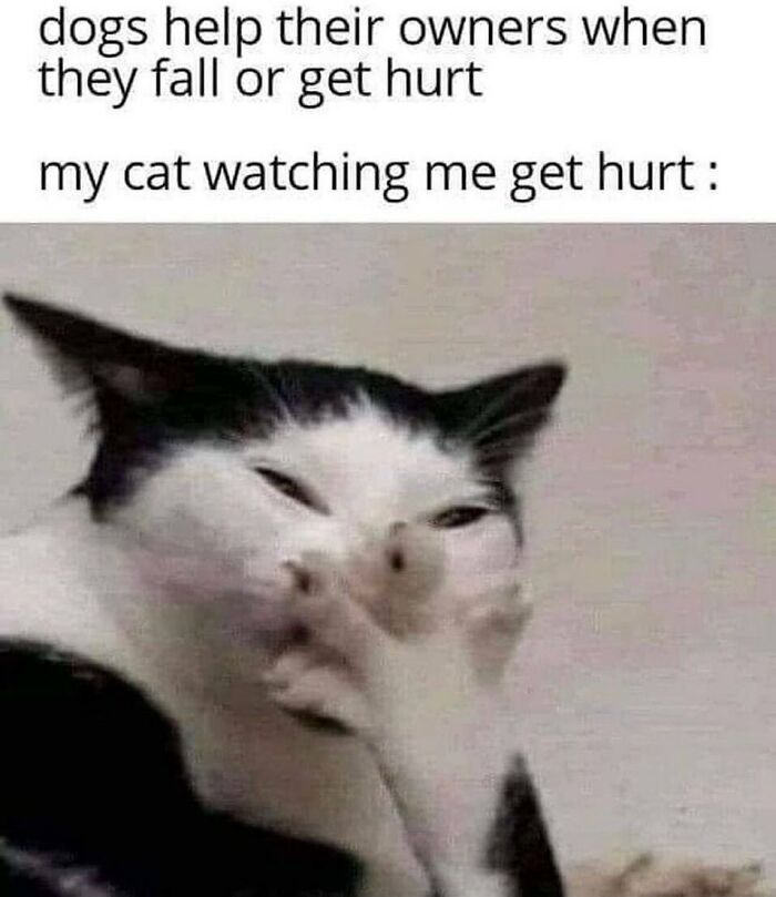 The 81 Funniest Cat Memes That Totally Get Us (And Our Weird Moods)