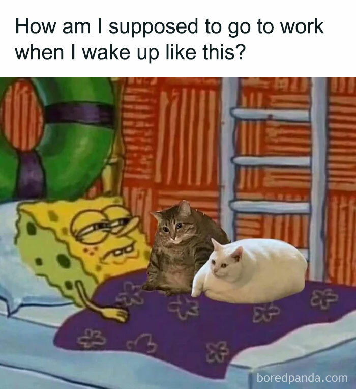 The 81 Funniest Cat Memes That Totally Get Us (And Our Weird Moods)