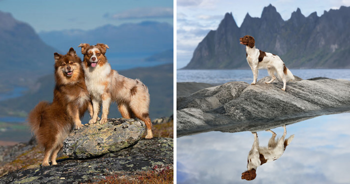 I Took My Camera Above The Arctic Circle And Dogs Happened. Like, A Lot Of Dogs.